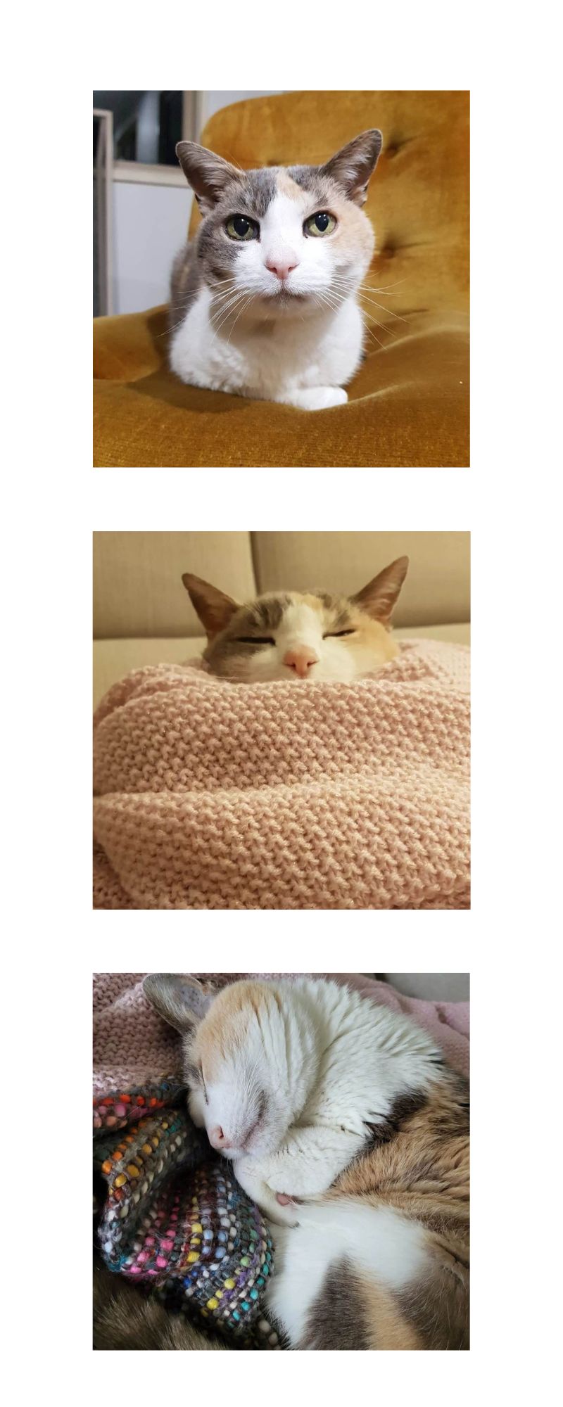 3 images of Kitty, top to bottom - cat on yellow velvet chair, cat wrapped up in pink blanket, sleeping cat on colourful blanket